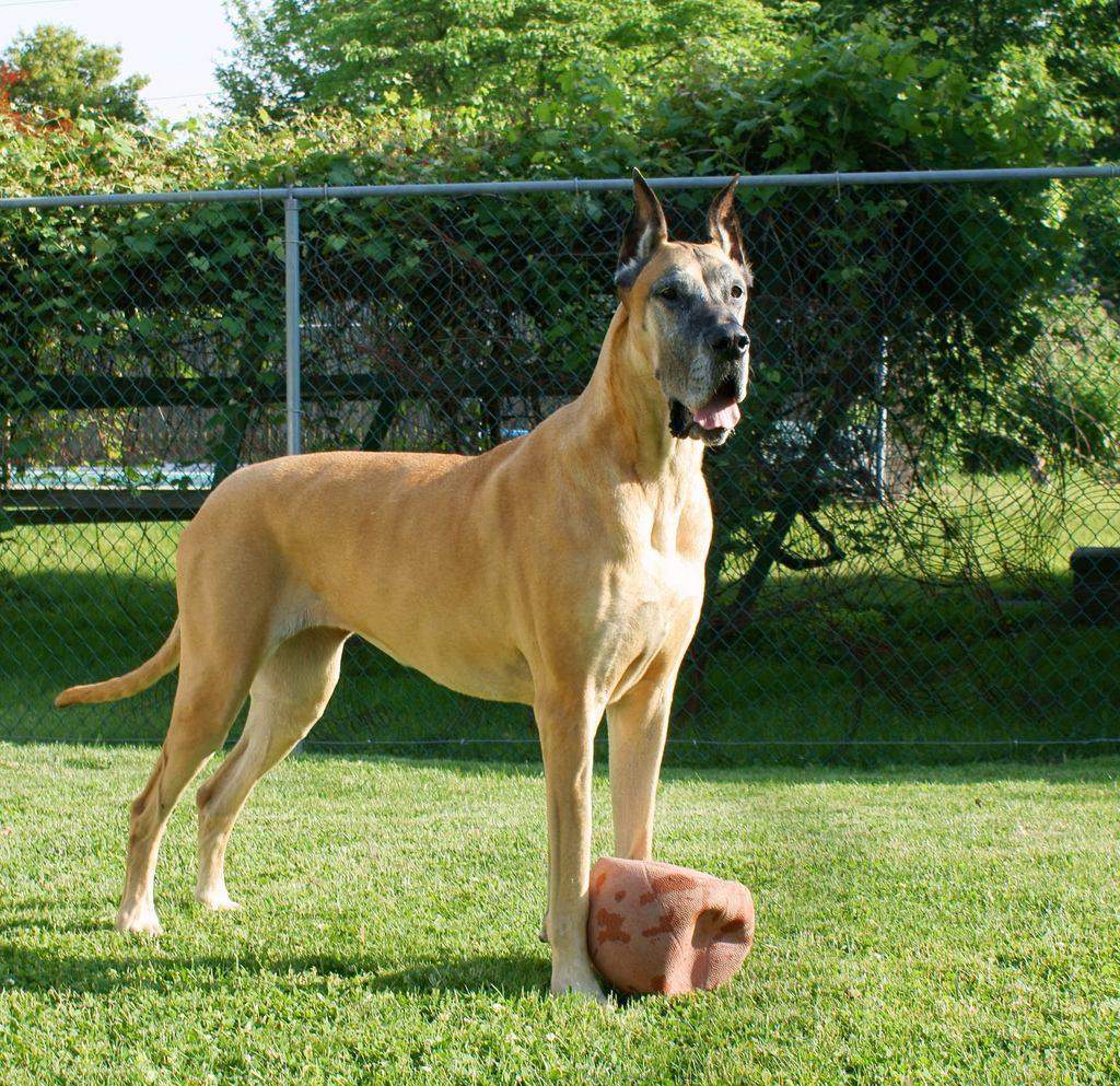 ग्रेट डेन (Great Dane)