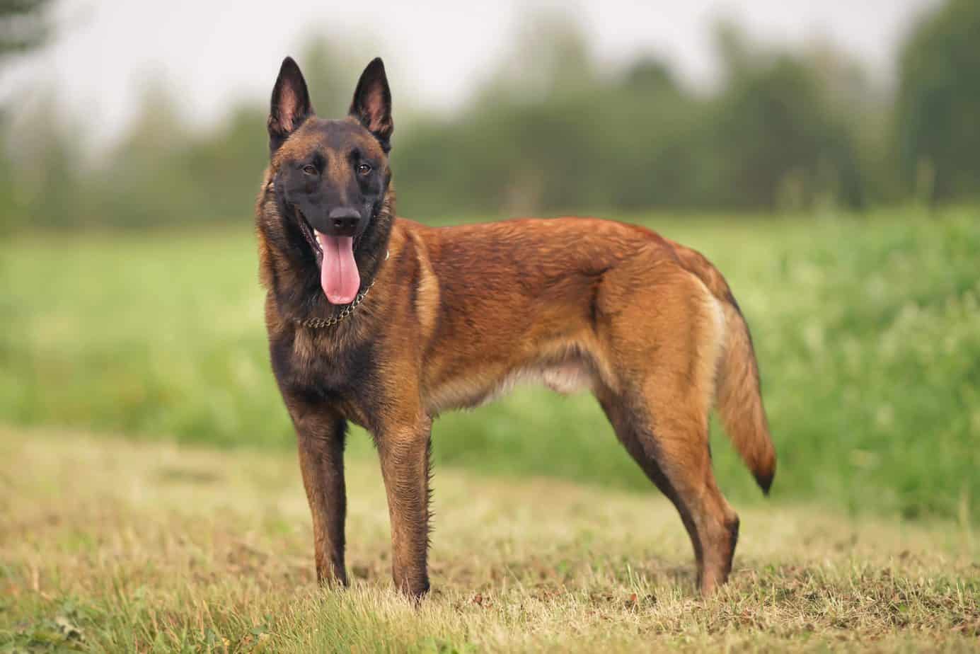 बेल्जियन मेलिनोइस (Belgian Malinois)