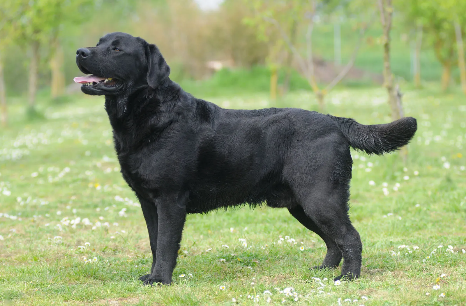 लैब्राडोर रिट्रीवर (Labrador Retriever)