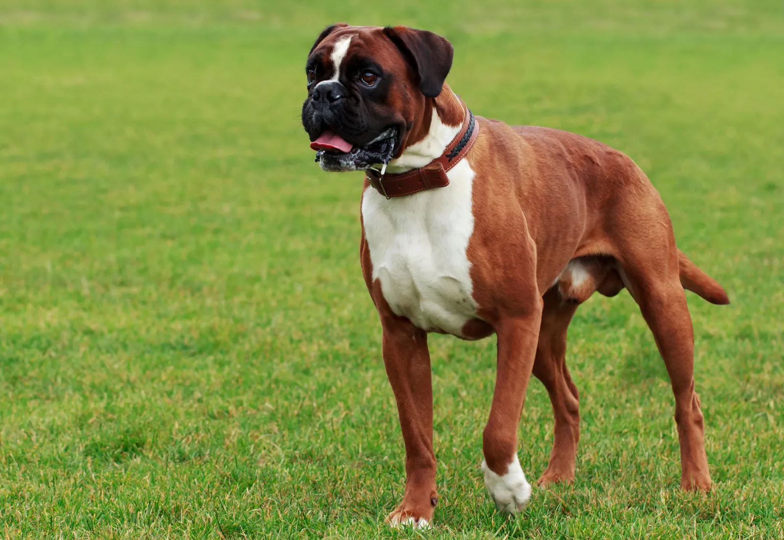 बॉक्सर (Boxer)