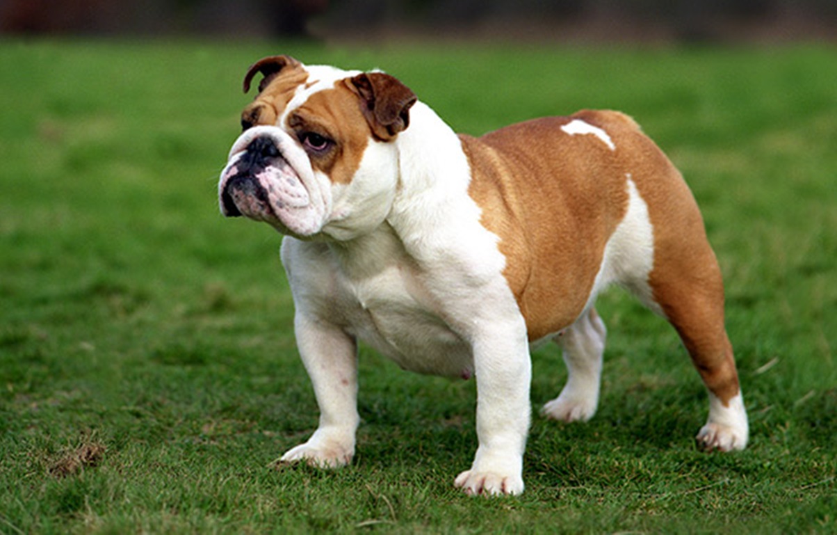 बुलडॉग (Bulldog)