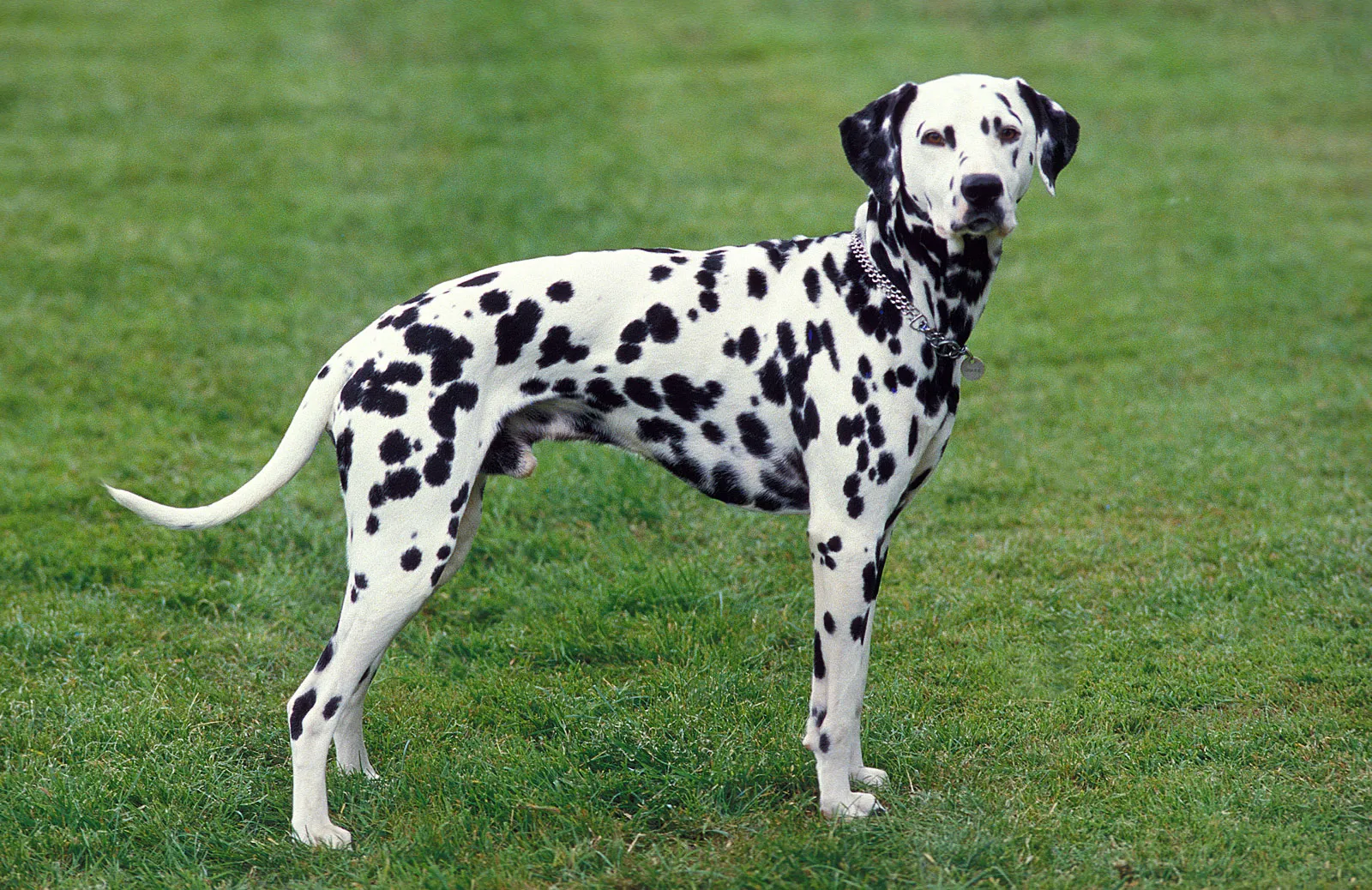 डाल्मेशन (Dalmatian)