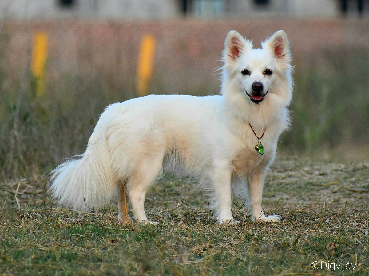 इंडियन स्पिट्ज़ (Indian Spitz)