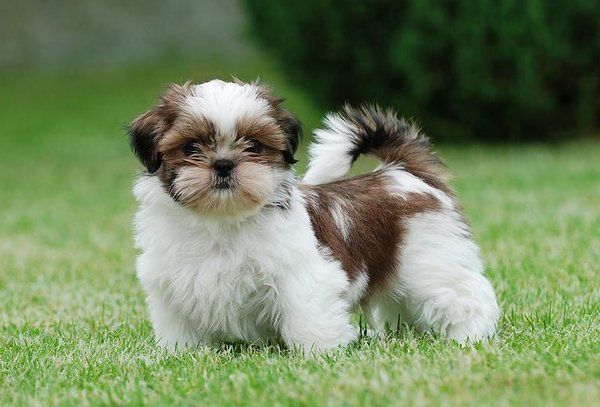 शिह त्ज़ु (Shih Tzu)
