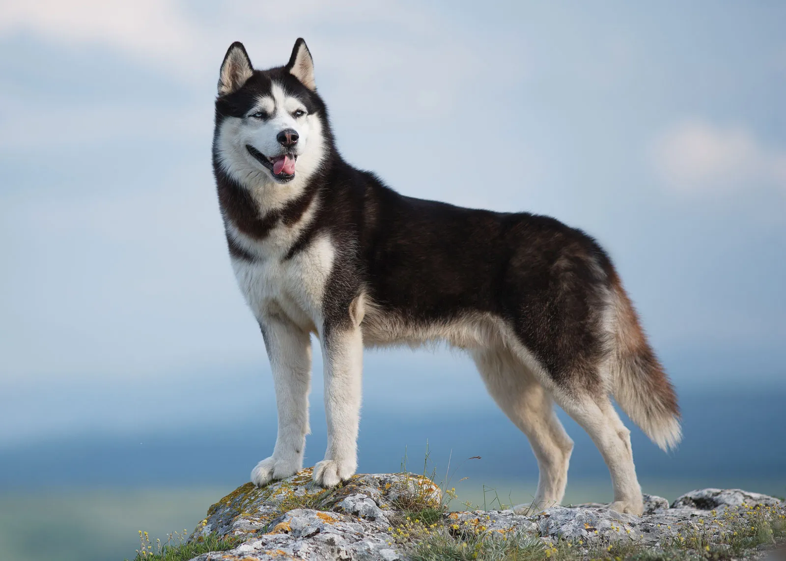 साइबेरियन हस्की (Siberian Husky)