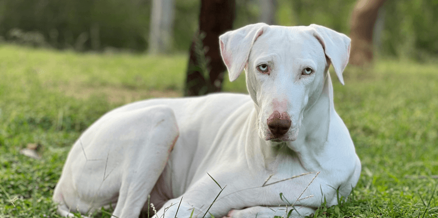 राजापालयम डॉग (Rajapalayam Dog – तमिलनाडु)