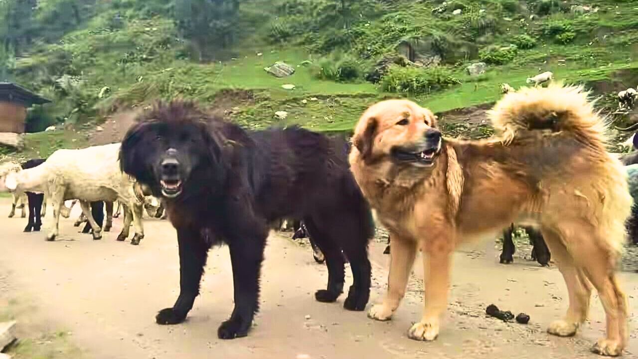 गड्डी डॉग (Gaddi Dog – हिमाचल)