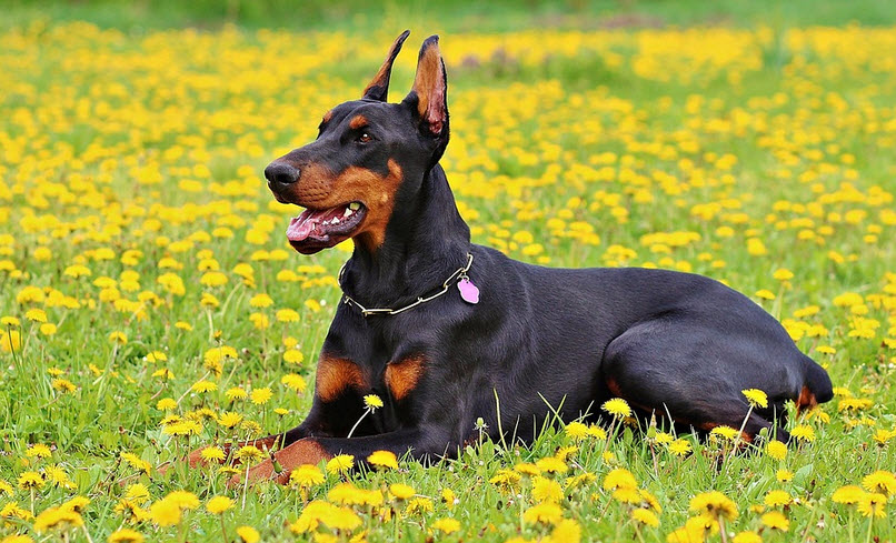 डोबरमैन (Doberman