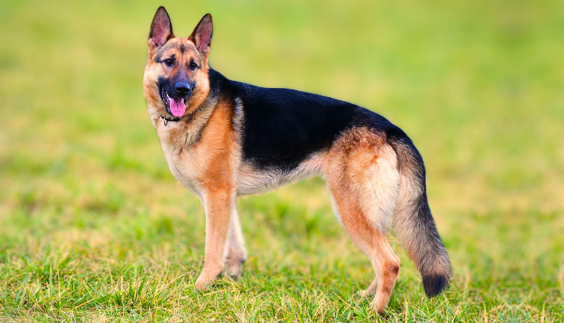 जर्मन शेफर्ड (German Shepherd)