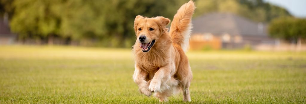 गोल्डन रिट्रीवर (Golden Retriever)