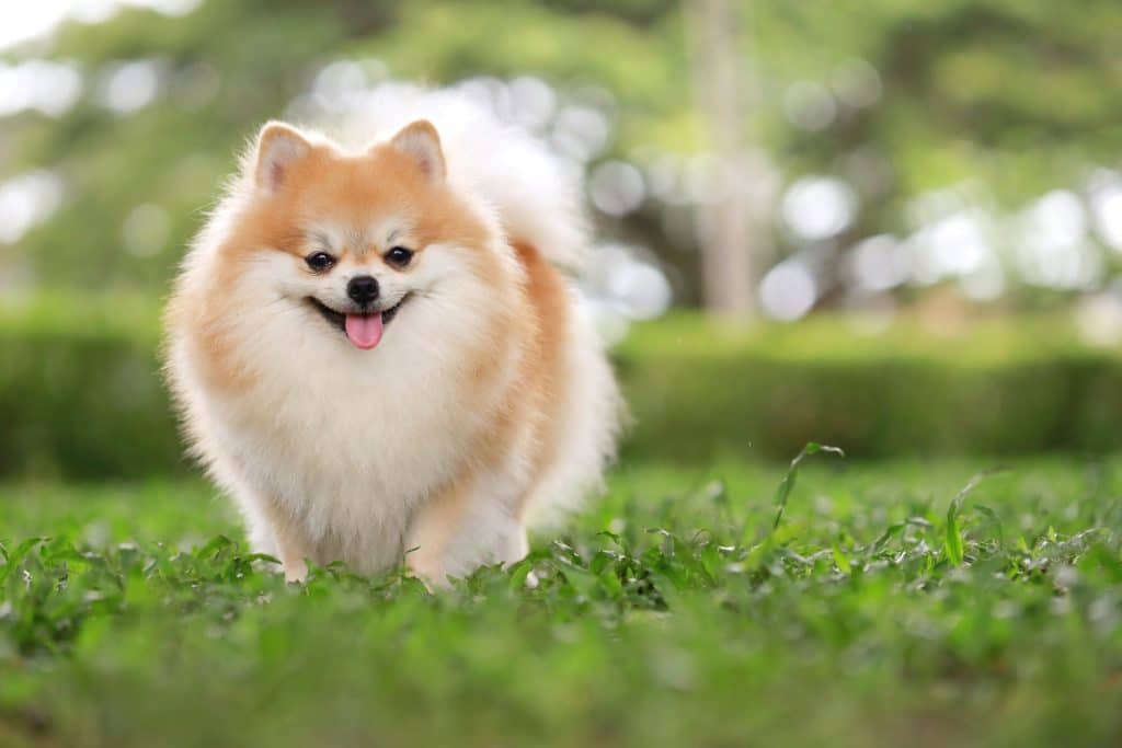पामेरियन (Pomeranian)