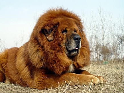 तिब्बतन मास्टिफ (Tibetan Mastiff)