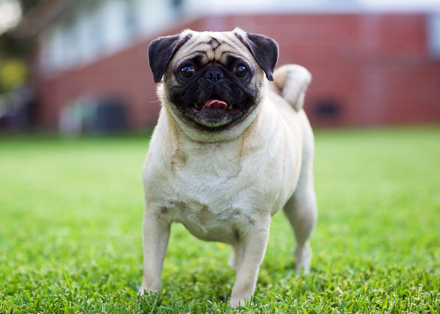 पग (Pug)
