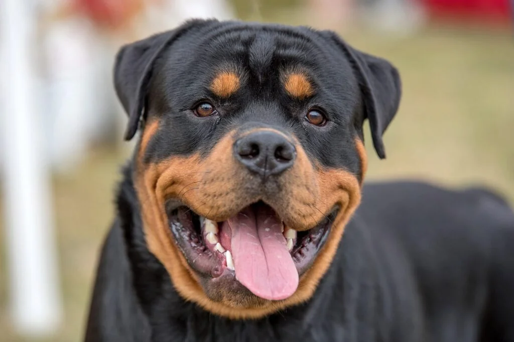 रॉटवाइलर (Rottweiler)