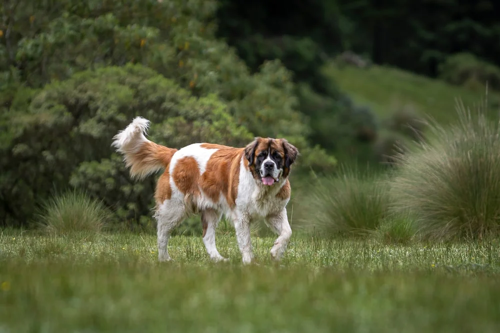 सेंट बर्नार्ड (Saint Bernard)